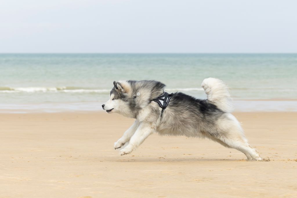 Photographe Animalier